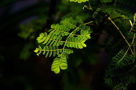 nature, branches, blur, leaves thumbnail
