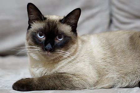 beige and black cat thumbnail