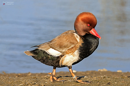 duckling standing on shore thumbnail