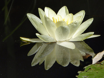 close-up photo of white waterlily flower thumbnail