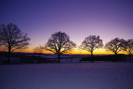 silhouette photography of five dried trees during sun set thumbnail