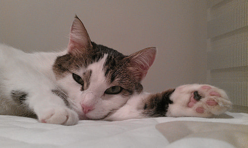 short-fur white and black cat lying on white textile thumbnail