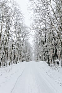 A snowy road in the forest thumbnail