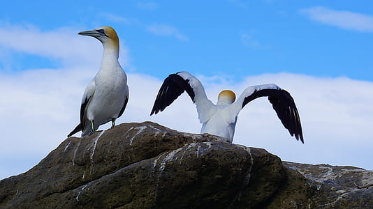 low angle photography of two gannets perching on rock thumbnail