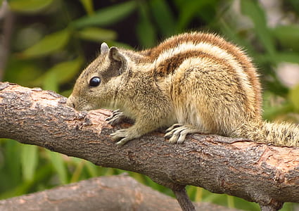 animal, squirrel thumbnail