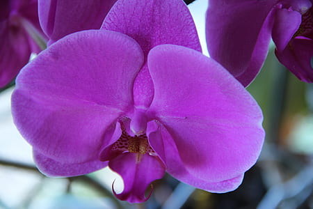 purple flowers thumbnail