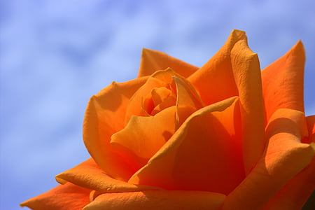 close-up photography of orange rose flower thumbnail
