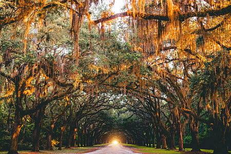 pathway surrounded by trees during daytime thumbnail