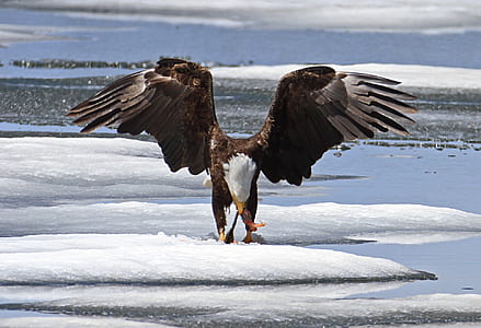 bald eagle thumbnail