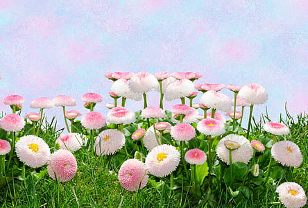 white and pink petaled flowers taken at daytime thumbnail