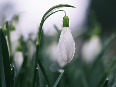 shallow photograph of white flower thumbnail