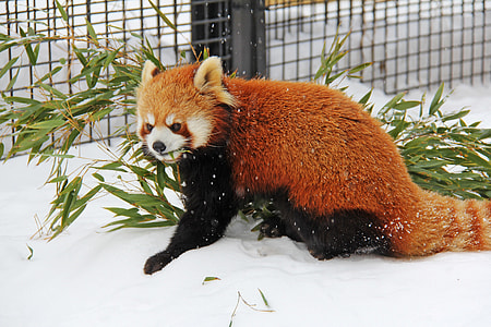 red panda standing on snow field at daytime thumbnail