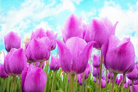 pink tulip flowers in close up photo thumbnail