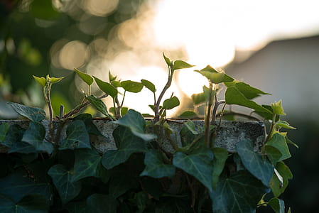 closeup photo of green leafed plant thumbnail