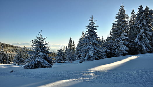snow cover trees during near mountain thumbnail
