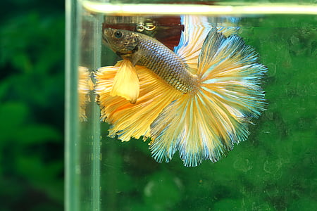 selective focus photography of gold and silver betta fish thumbnail