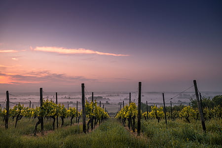 field of grapes near green grass thumbnail