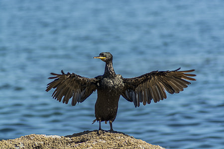 Archipelago Cíes, Shag thumbnail