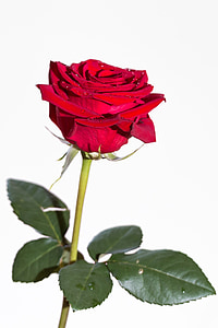 red rose thumbnail
