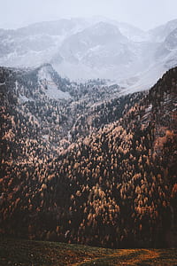 view of mountains covered with trees and snow thumbnail