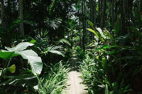 pathway with green leaf plants beside thumbnail
