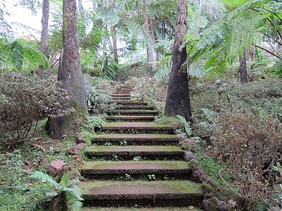 photo of black concrete stairs surrounded with plants and trees thumbnail