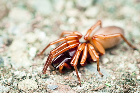 brown woodlouse spider thumbnail