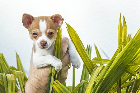 person holding smooth tan and white Chihuahua puppy thumbnail