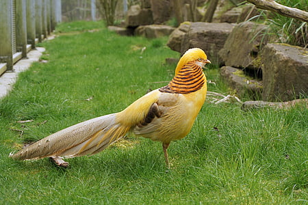 yellow and brown bird on green grass thumbnail