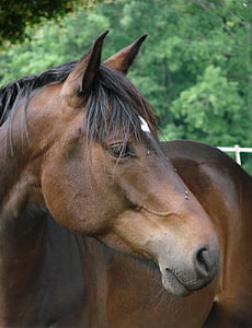shallow focus photography of brown horse thumbnail