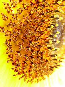 tubular flowers, sun flower, inflorescence, flower basket, tongue flower, helianthus annuus thumbnail