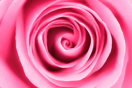 pink rose flower close-up photography thumbnail