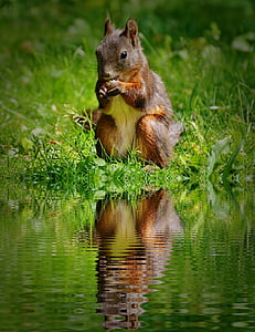 squirrel eating nut beside body of water thumbnail