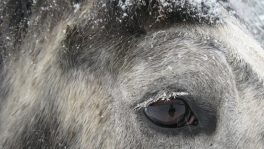 selective focus photography of horse thumbnail
