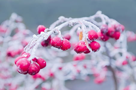 shallow focus photography of red fruits thumbnail