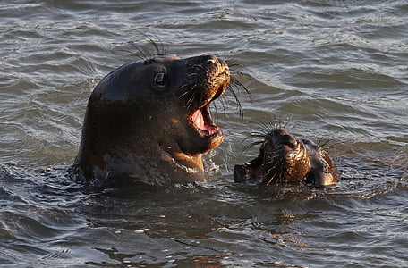 seals, swimming, water, ocean, sea, playing thumbnail