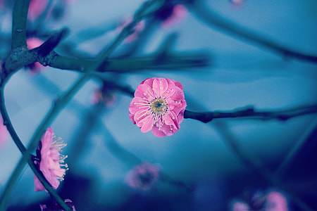 photo of pink petaled flower thumbnail