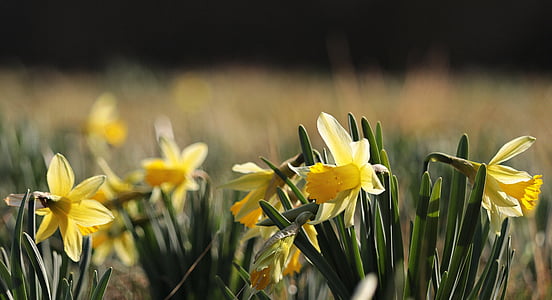 yellow flowers thumbnail