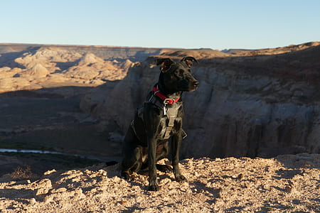 black dog on top of mountain thumbnail