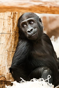 black monkey sitting near log thumbnail