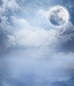 two white swans under the sky thumbnail