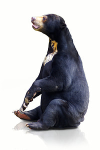black grizzly bear sitting on surface thumbnail