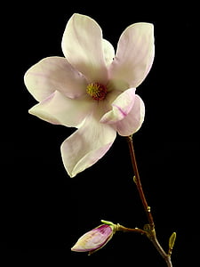 white and pink saucer magnolia flower closeup photography thumbnail