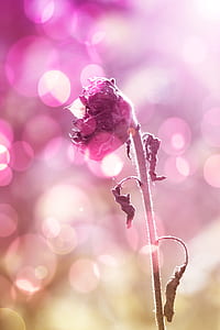 bokeh photography of sunflower thumbnail