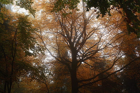 view of yellow leafed tree during daytime thumbnail