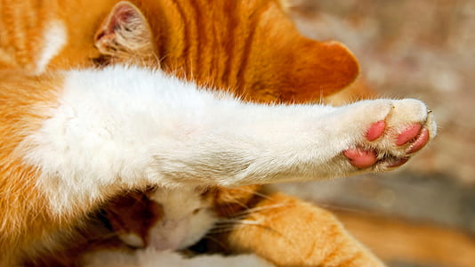 orange and white tabby cat thumbnail