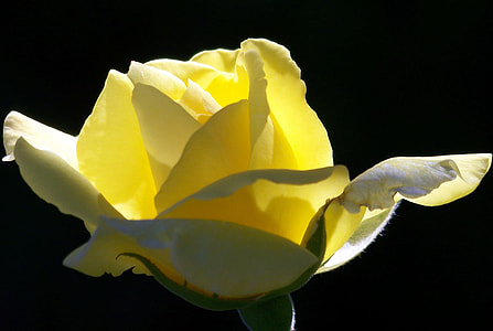 yellow rose flower thumbnail