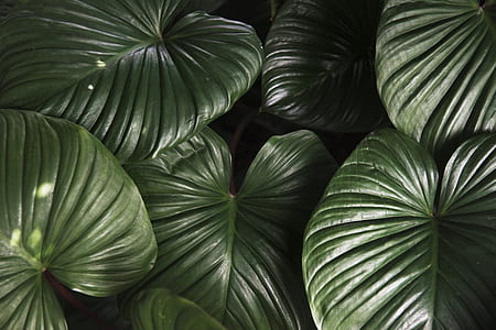 green leafed plants thumbnail