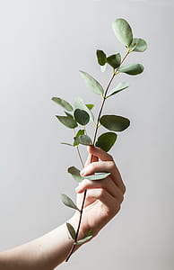 person holding green leaf plant thumbnail