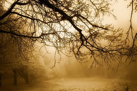 photography of trees at daytime thumbnail